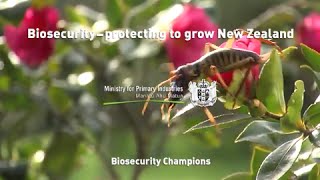 Biosecurity – protecting to grow New Zealand [upl. by Sibylla191]