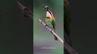 Chestnut headed bee eater [upl. by Woody946]