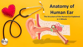 How does the human ear looks like inside nclex medicaleducation nursingstudent nursingexam dha [upl. by Malinde]