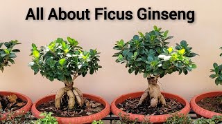 All about Ginseng ficus Best ficus bonsai Ginseng ficus ki saari jaankari [upl. by Oirevlis]