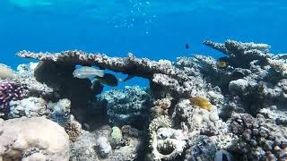 Snorkling house reef Titanic beach Hurghada [upl. by Lunt]