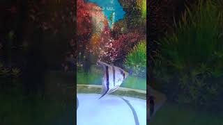 angelfish subscribe shortvideos aquarium viralvideos trending [upl. by Ennylyak]