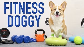 GYM TIME  Topi the Corgi [upl. by Elyag729]