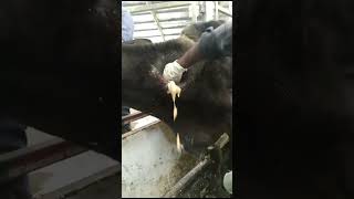 Removing pus from large abscesses Treatment for wounded cows [upl. by Button913]