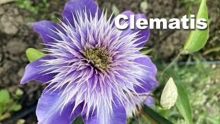 Clematis de la plantare la semințe [upl. by Stormie]