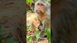 Watching this cutest of the baby monkey [upl. by Cope]