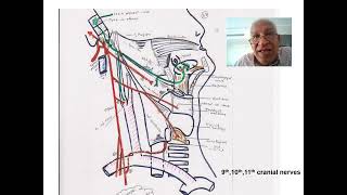 14  Lower four cranial nervesCervical plexus [upl. by Sherar]