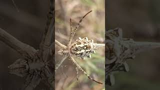 Argiope trending argiope spider shorts [upl. by Parris]