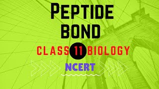 Peptide bond of amino acids class 11 biology  Biomolecules  Chapter 9  NCERT One biology [upl. by Nylesoj]