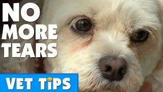 How To Clear Up Tear Stains On A Dog  Bondi Vet [upl. by Nemajneb]