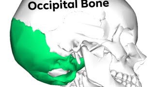 occipital Bone part 2 [upl. by Lecrad189]