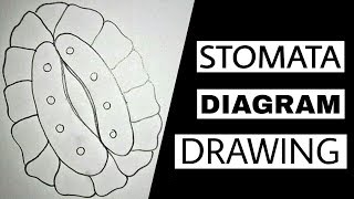 How to draw Closed Stomatal pore diagram of Stomata step by step in easy way  Science Vs Art [upl. by Joshua]