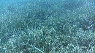 POSEIDONE IL DIO GRECO DEL MARE  POSIDONIA [upl. by Robillard]