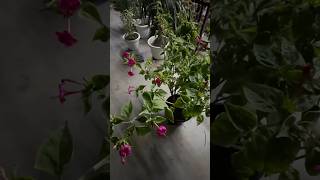 Four ‘O Clock ⏰ Plant Mirabilis Jalapa flowergarden lowmaintenanceplants butterflygarden [upl. by Artemla]