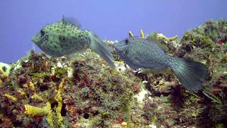 Scrawled filefish [upl. by Adnoek]