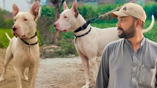 Gultair Dog Kitne Ka Lia Hamare Pas Kab Pohnche Ga  Talha Ghouri Vlogs [upl. by Pallaton]