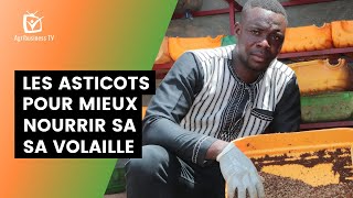 Burkina Faso  Les asticots pour mieux nourrir sa volaille [upl. by Layod]