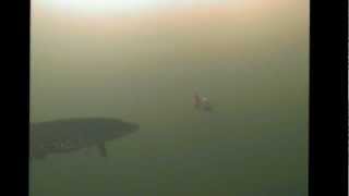 Bear Creek Pike Spearing Video [upl. by Spiegel]