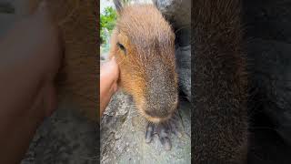 Adorable Capybara Moment capybara animal pet cute [upl. by Giorgio183]