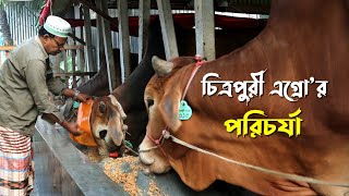 965 চিত্রপুরী এগ্রো গরুর খামার এর পরিচর্যা  রই মানিক গরু পালন। RIManikChitrapuri Krishichitra [upl. by Airdnaid]