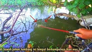 panik‼️tarikan ikan mas besar di spot penuh sangkutan [upl. by Ahsekyt]