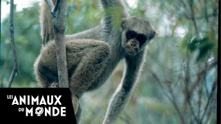 Quatre singes dans un petit royaume  Les muriquis au Brésil  Paradis sauvages [upl. by Guthrey]