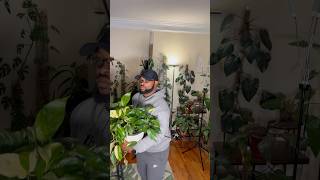 Epipremnum pinnatum albo plantroom houseplants plantvibes [upl. by Nylkaj]