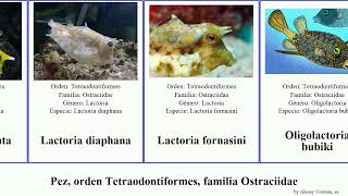 Pez orden Tetraodontiformes familia Ostraciidae ostracion fish cornuta meleagris Lactoria nasus [upl. by Suirauqram920]