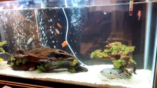 Cichlids Live Fish Feeding Frenzy Part 1 [upl. by Zenitram]