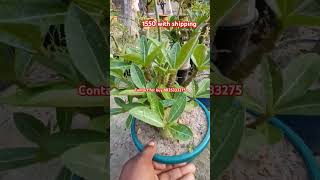 Godji arabicum plant sale onlinesale adeniumplant plants floweringplant viral short ytshorts [upl. by Christiane255]