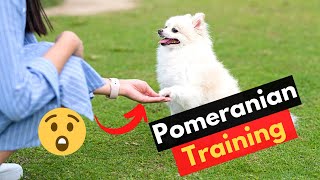 10 Pomeranian Training Tips  Are Pomeranians Easy to Train [upl. by Naejeillib]