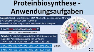 Proteinbiosynthese  KlausuraufgabenAnwendungsaufgaben Biologie Genetik Oberstufe [upl. by Frodin]