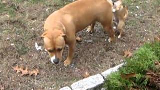 My chihuahua loves Nena the pitbull [upl. by Gherlein211]