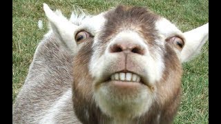 Top 10 Funny Goat Videos  Funniest Goats BEST OF [upl. by Faina]