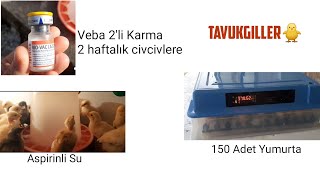 Veba 2 Li Karma  Aspirinli Su  Temizlik Kuluçkaya 150 Yumurta 🐥💖 reklamdeğildir [upl. by Rodrique359]