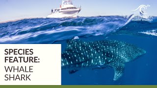 Swimming with Whale Sharks on the Ningaloo Reef  Australian Wildlife Journeys [upl. by Kelda]