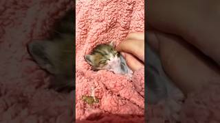 cute little kitten 🐱 baby kitten sleepycat cats [upl. by Norud]