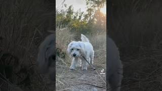 dog dogphotography doglover dogs dogshorts sunset aesthetic aesthetics music sound рек [upl. by Annyrb]