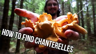 Where to Find CHANTERELLES  How to Identify Wild Mushrooms  Early FALL 2021 FORAGING [upl. by Lindsley540]