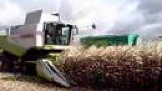 Claas combines in de mais Terratrac Trekkerwebnl [upl. by Eniamzaj166]