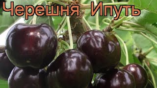 Черешня средний Ипуть cerasus avium iput 🌿 черешня Ипуть обзор как сажать саженцы черешни Ипуть [upl. by Ulises]