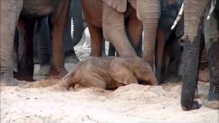 An elephant is born  Sheldrick Trust [upl. by Platt]