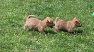 Cairn Terrier Puppies For Sale [upl. by Flemings]