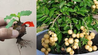 Best Skills How to grow Lanzones tree from lanzones fruit in pots [upl. by Pitzer757]