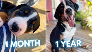 Appenzeller Sennenhund Sooty  1 Month to 1 Year  From Puppy to Adult Dog Transformation [upl. by Asylem699]