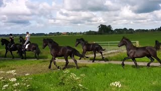 Friesian horses moving to another pasture 🐎 [upl. by Lain]