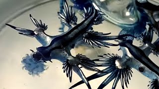 Glaucus Atlanticus eating Blue bottle jellyfish Portuguese man o war [upl. by Dlarrej]