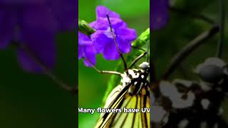 10 interesting facts about Butterflies [upl. by Duwad]