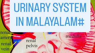 Urinary System Anatomy and Physiology in Malayalam [upl. by Valonia]