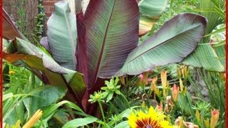 Tropical Garden in Lincolnshire England UK [upl. by Chemaram486]